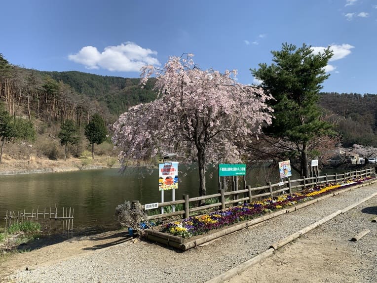 千鹿頭池の桜の写真