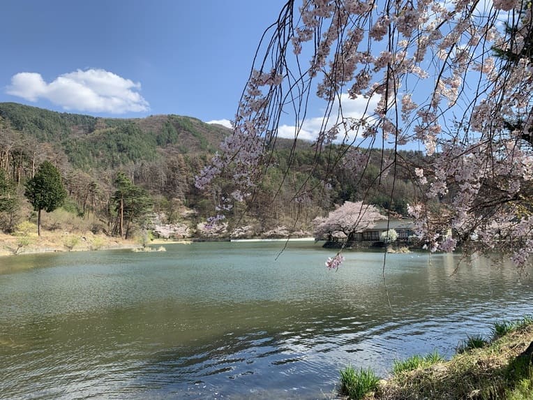 千鹿頭池の桜2