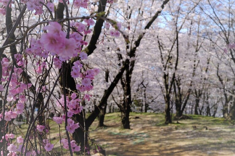 弘法山古墳の桜2021年の写真