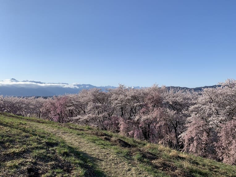 弘法山古墳の桜2021