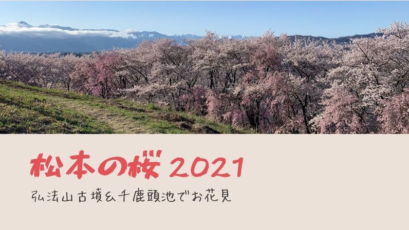 松本の桜2021年のアイキャッチ画像